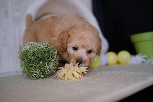 成約済の滋賀県のトイプードル-86645の5枚目